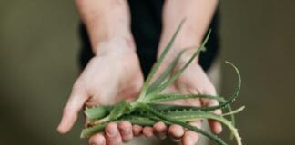 Ranking najlepszych kosmetyków i suplementów aloesowych – jak naturalnie poprawić odporność, kondycję skóry i samopoczucie? aloes