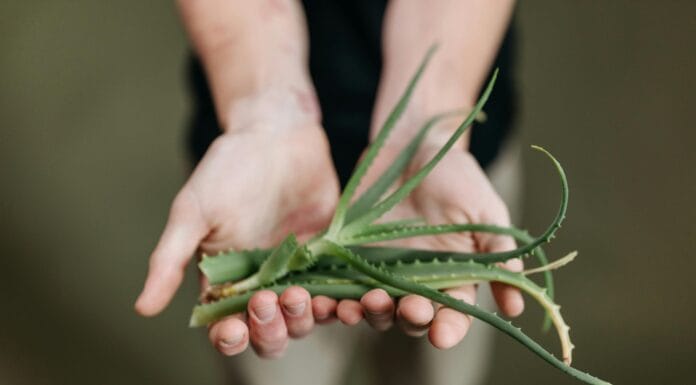 Ranking najlepszych kosmetyków i suplementów aloesowych – jak naturalnie poprawić odporność, kondycję skóry i samopoczucie? aloes