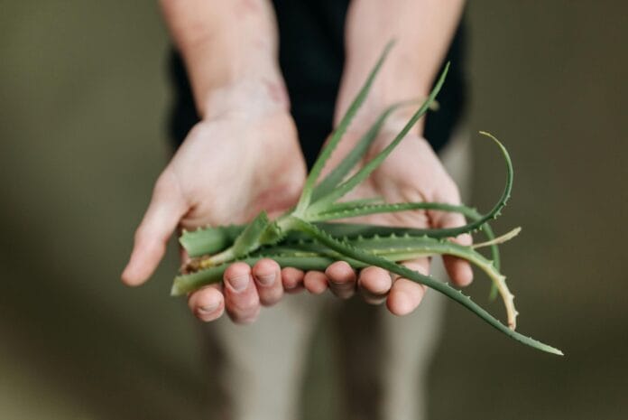 aloes aloes