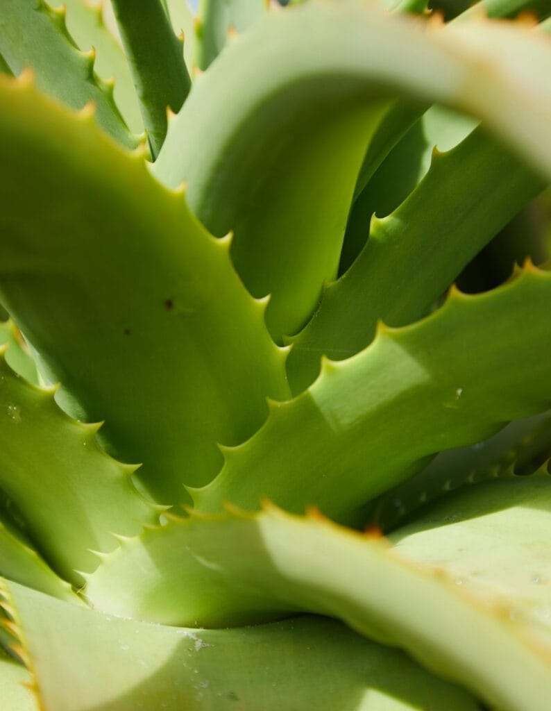 aloe vera
